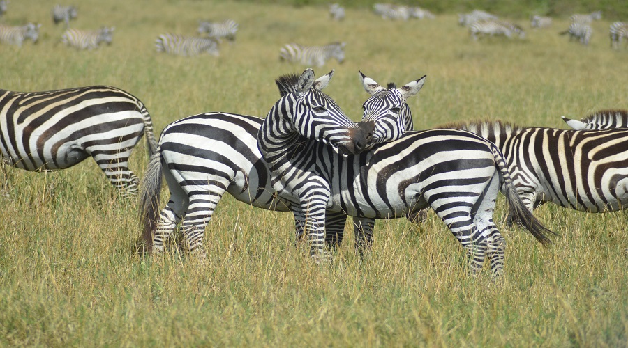 is it necessary to carry cash on safari
