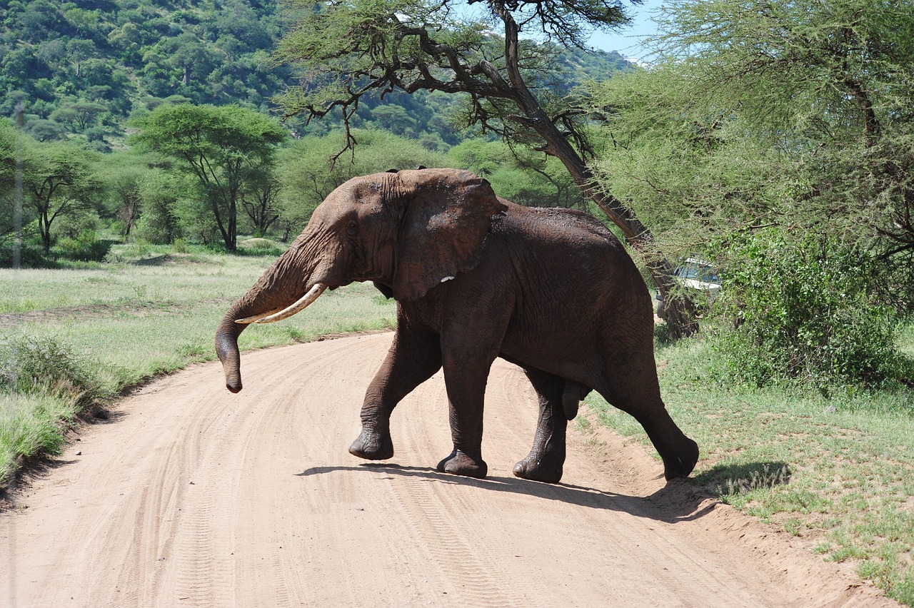 ngorongoro crater day trip from arusha