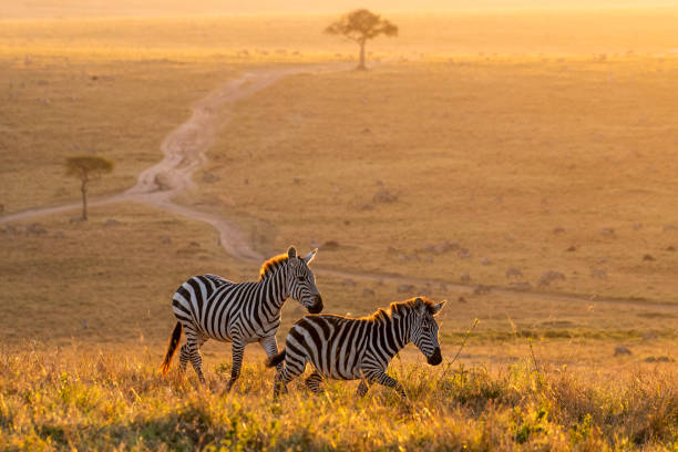 3 day serengeti safari from arusha with price