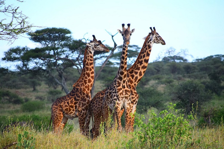 tanzania tours safaris kilimanjaro treks zanzibar holidays