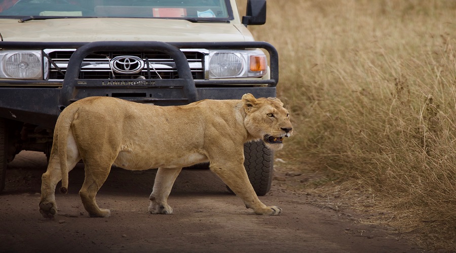 what accommodations can i choose in serengeti