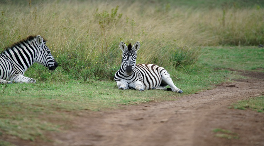 what is included in a multi-day safari
