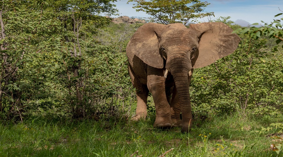what is the difference between budget and luxury safaris in tanzania