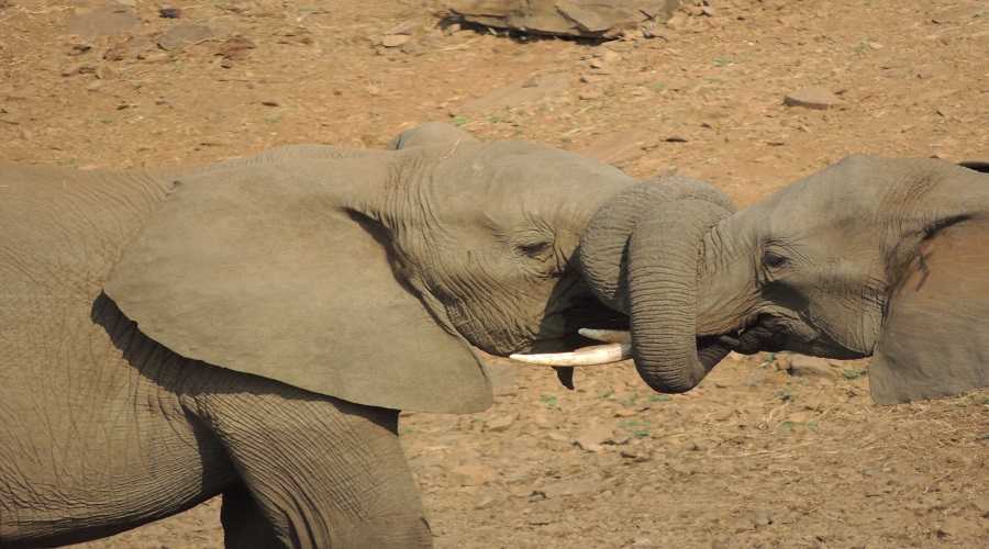 what is the difference between private and group safaris