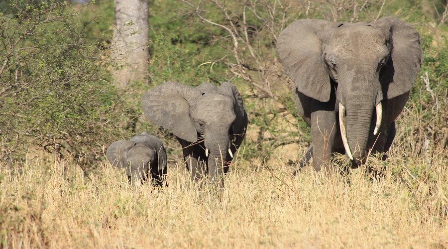 what is the recommended budget for a tanzania safari