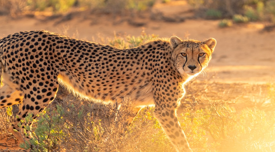 which parks are best for spotting cheetahs