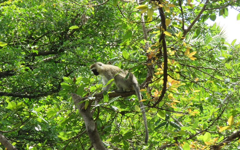 will i encounter mosquitoes and insects during safari