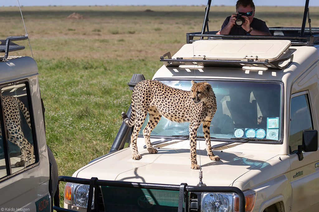 4 days serengeti and ngorongoro safari